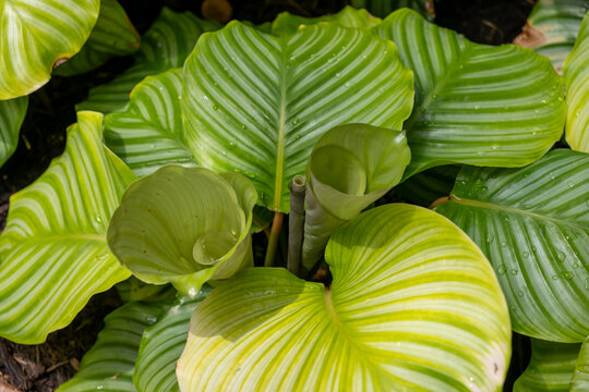 Calathea Orbifolia plant showing lush green striped leaves