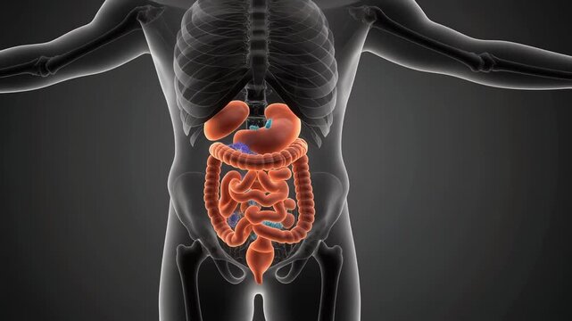 Digestive System Microscopic View with Bacteria animated in a human body showing internal organs during digestion