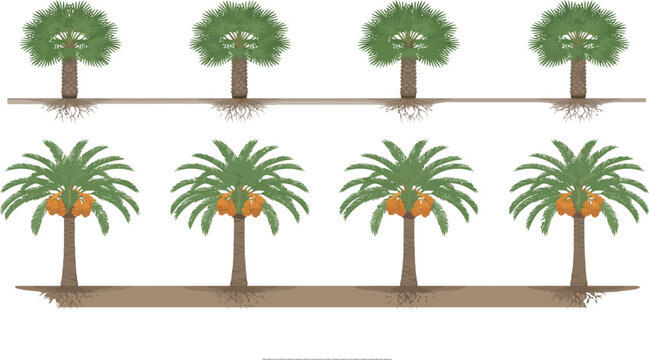 Oil palm tree plantation row vector illustration with root systems and fresh fruit bunches isolated on white background