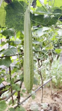 Fresh ridge gourd hanging from green vine in home vegetable garden, close-up view of healthy organic luffa growing naturally among leaves, sustainable farming, gardening and fresh produce crop concept