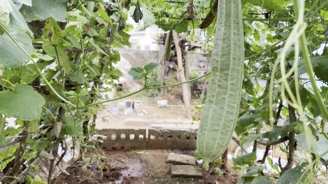 Fresh ridge gourd hanging from green vine in home vegetable garden, close-up view of healthy organic luffa growing naturally among leaves, sustainable farming, gardening and fresh produce crop concept