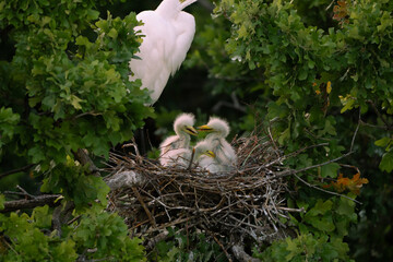 Great egret chicks in the nest with parent © Qing Zhao