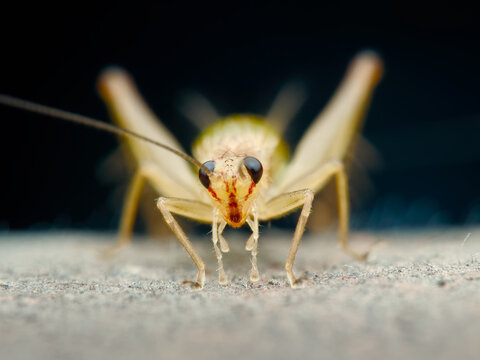 Bush cricket on the wood