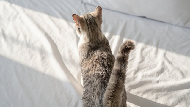 Cat in Sunlight Relaxing on Soft White Bed Linen