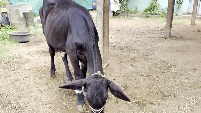 Black dairy cattle grazing beside a brown and white calf resting in a rural farmyard, domestic cattle livestock showing village farming, animal care, agriculture and peaceful countryside life in India
