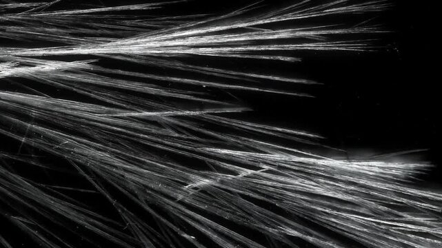 Sodium Acetate Crystal Growth Forming Dense Intersecting Needles