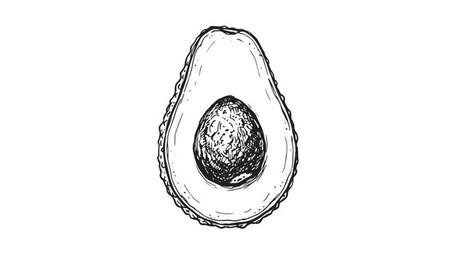 Vintage hand drawn avocado vector, detailed botanical sketch of halved avocado fruit with seed, organic food illustration isolated on White Background