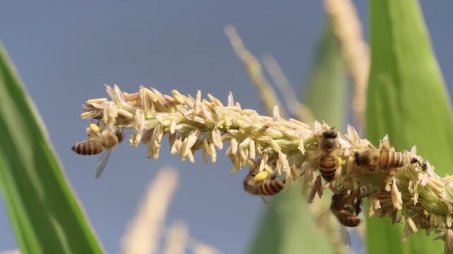 Honey bees actively collect pollen from a flowering corn tassel under bright natural sunlight, showcasing pollinator activity, insect behavior, agriculture, biodiversity, and the natural ecosystem.
