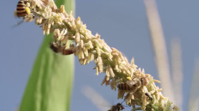 Honey bees actively collecting pollen from a flowering corn tassel under bright natural sunlight, showcasing pollinator activity, insect behavior, agriculture, biodiversity, and the natural ecosystem.