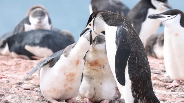 Chinstrap penguin chicks eagerly ask for food and are fed by an adult on a rocky Antarctic nesting ground, surrounded by other penguins, in soft daylight. Engaging wildlife moment.