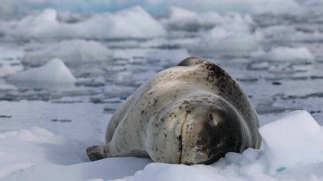 Intimate close-up shot of a leopard seal resting on floating Antarctic ice, surrounded by scattered snow and frigid blue water. Calm, crisp daylight enhances the serene, untouched polar mood.