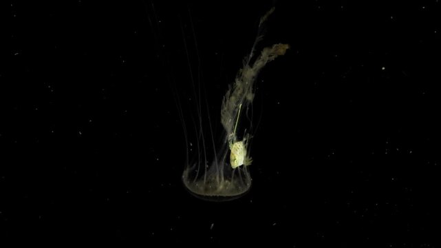 Larval stage Trevally (Carangoides sp.), possibly a Coastal Trevally Jack, hiding in a jellyfish and swimming in the open ocean in blackwater.