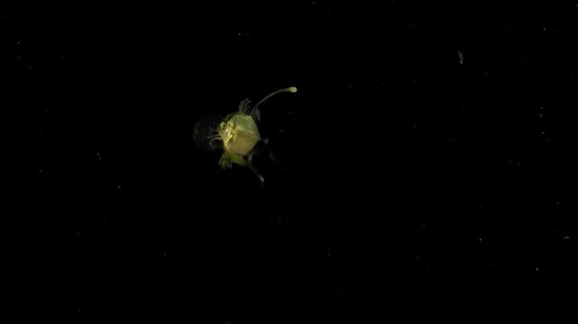 Closeup of a Larval stage Trevally (Carangoides sp.), possibly a Coastal Trevally Jack, hiding in a small jellyfish and swimming in the open ocean in blackwater.