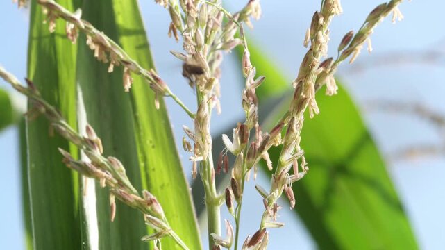 Honey bees fly around a flowering corn tassel collecting pollen in natural sunlight, with soft motion blur and green leaves in blue sky background, illustrating pollination and biodiversity.