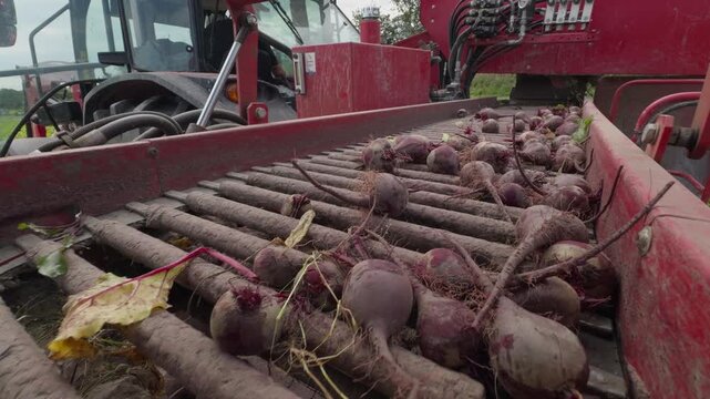 Close-up shot of raw red beetroots moving quickly towards the camera on a harvester's conveyor belt and falling into an off-screen box. Concept of automated agribusiness and food production.