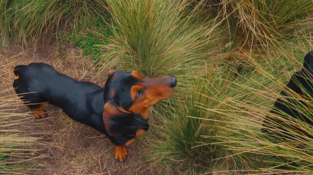 A black and tan dachshund stands in tall grass, looking up as a person offers it a treat