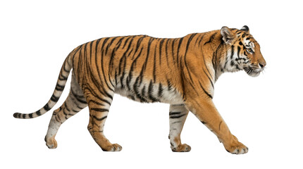 Fototapeta premium Full body side view of a majestic tiger walking, isolated on transparent background