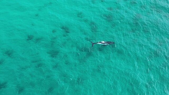 Whale swimming front aerial shot Western Australia