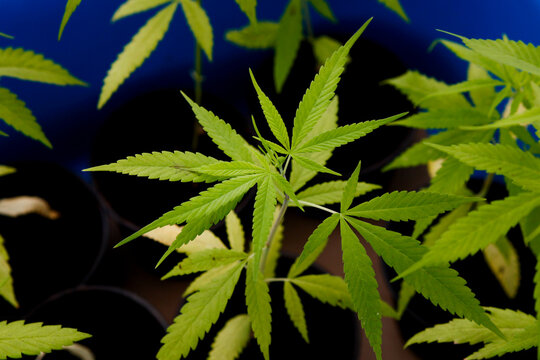 Close-up photo of young cannabis (marijuana) growing inside a blue basket in the greenhouse
