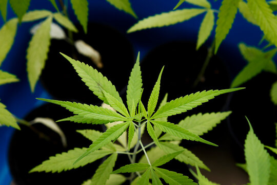 Close-up photo of young cannabis (marijuana) growing inside a blue basket in the greenhouse