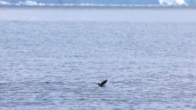 A Wilson&rsquo;s storm petrel gracefully hops and skims over calm Antarctic sea with snowy mountains in background, captured in a crisp wide angle shot under soft natural daylight. No people.