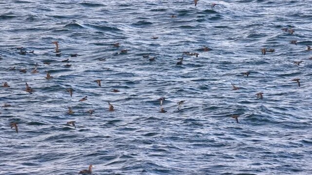 Wide angle shot captures a dynamic flock of sooty shearwaters soaring low over the rippling blue waters of the Beagle Channel in Patagonia, with cool daylight and dramatic bird movement.