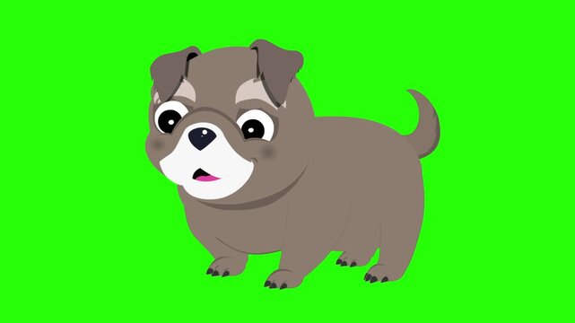 Bulldog puppy cartoon dog 4k stock animation video on a green screen background for chroma key background for video editing.