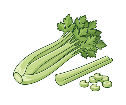 Fresh Celery Stalks &ndash; Healthy European Green Vegetable Vector Illustration