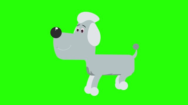 Gray dog with a white topknot, ears, and paws, set against cartoon dog 4k stock animation video on a green screen background for chroma key background for video editing.