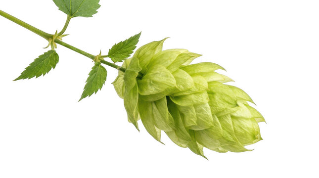 Fresh green hop cone with leaves on a stem isolated on transparent background