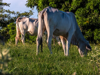 Nelore cattle grazing on green pasture in rural Brazil under blue sky, symbolizing beef production...