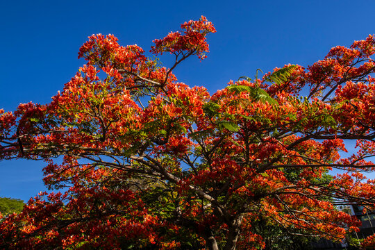 Vibrant red-orange flowers of a blooming Flamboyant tree (Delonix regia) against a clear, deep blue sky in Brazil