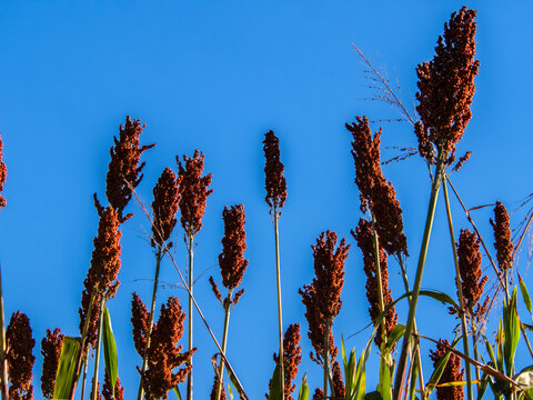Low angle view of ripe red sorghum panicles growing in an agricultural field against a clear blue sky background. Cultivated grain crop plantation during harvest season in Brazil.
