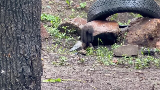 squirrel burying a nut in the soil near rocks and a tree in an urban park, wild rodent hiding food for later storage, concept of wildlife, ecology, animal behavior
