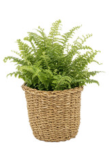 Vibrant green fern plant with delicate fronds is beautifully displayed in a woven wicker basket on a clean white background © Chinases
