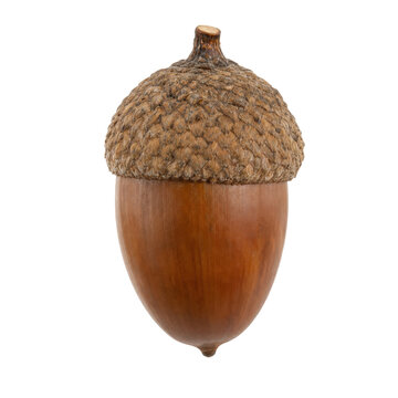 Single brown acorn with a textured cap and smooth shell is prominently displayed on a clean white background