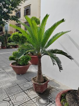 A potted cycad tree stands next to a white wall on a tiled walkway. In the background, a building with shutters is visible.