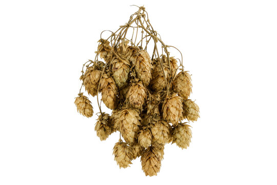 Large cluster of dried golden hop cones hangs gracefully, showcasing their textured scales and delicate stems on a clean white background