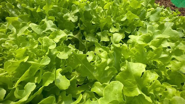 Fresh Green Oakleaf Lettuce plant,soft and deeply lobed surface