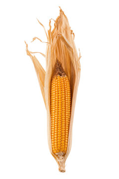 Single ripe yellow corn cob with dried husks partially peeled back, showcasing its vibrant kernels on a white background