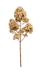 Single dried hydrangea flower branch with multiple clusters of papery, light brown petals on a white background © Chinases