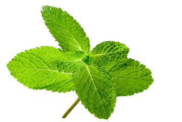 Fresh mint leaves  showing texture and color of the plant isolated on transparent background, PNG file © cooperr