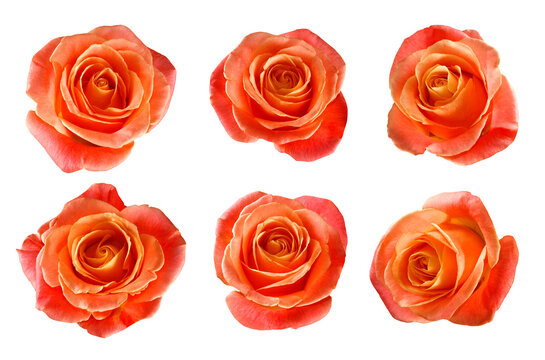 Roses displaying shades of orange and pink arranged in a grouped layout