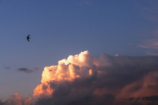 Black silhouette of a bird flying over pink sunset light breaking through dramatic dark storm clouds. Powerful visual metaphor for freedom, hope, overcoming obstacles, ambition, and peaceful isolation