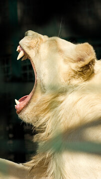 Lion yawning in a wildlife park during the day