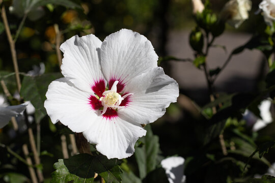 Flower with white petals and red center blooms in a garden during daylight hours