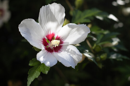 Close-up view of a white flower with a red center in a garden setting during daylight hours