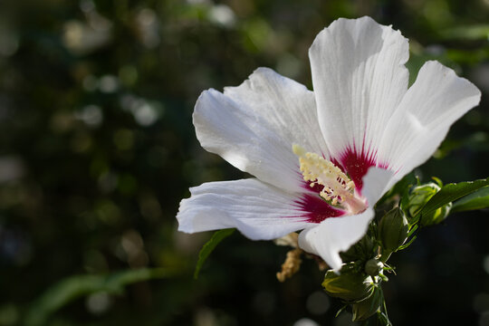 White hibiscus flower blooms in a garden during the afternoon with sunlight illuminating its petals and leaves