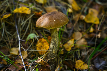 mushroom in the forest © EVGENII