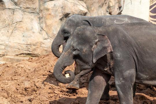 Asian elephant taking food with its trunk in zoo enclosure
